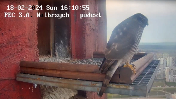 gniazdo przed sezonem - PEC S.A. Wałbrzych