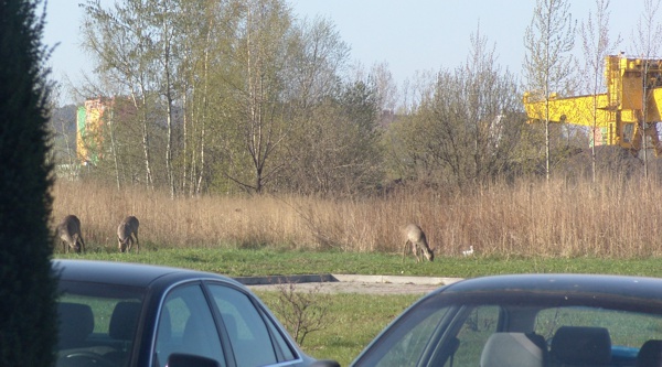 PEC S.A. Wałbrzych - dbamy o środowisko naturalne